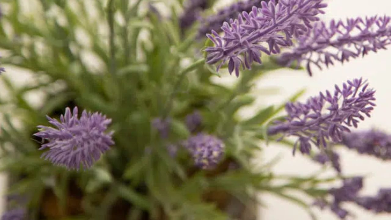 Can You Demonstrate Some of the Major Sorts of Artificial or Fake Flowers?